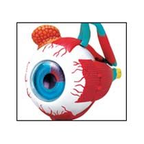 Eye model