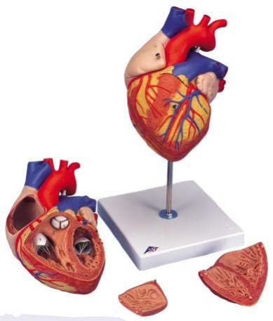Heart Model
