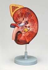 Human Kidney System Modal