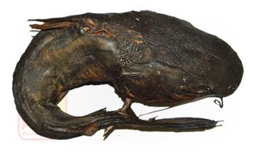 Dried Catfish