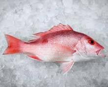 Dried Red Snapper Fish