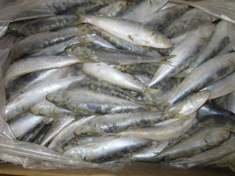 Dried Sardine Fish