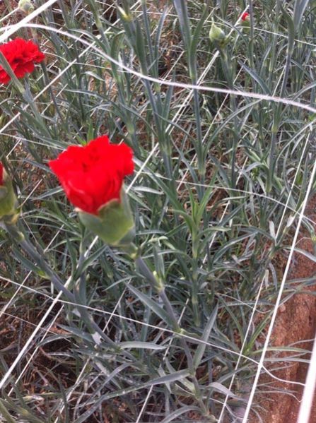Red Carnation