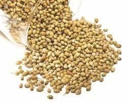 Coriander Seeds