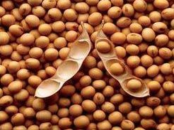 Organic Soya Bean Seeds