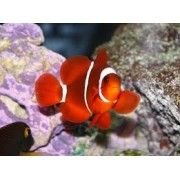 Maroon Clown  Marine Fish