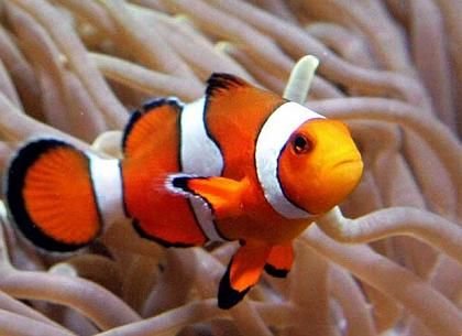 Peracula Clown Marine Fish