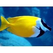 Yellow Fox Face Marine Fish