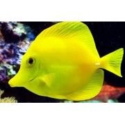 Yellow Tang Marine Fish