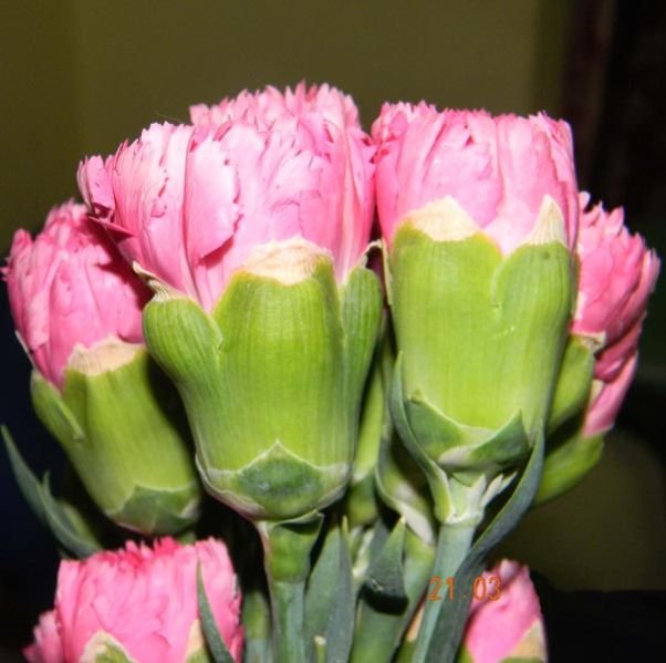 Image 01