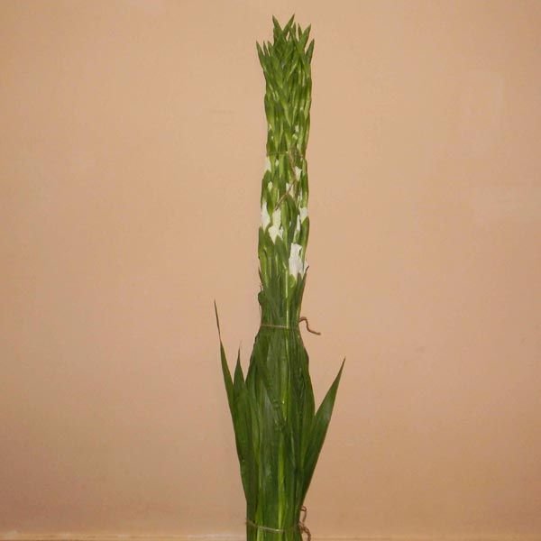 Image 02