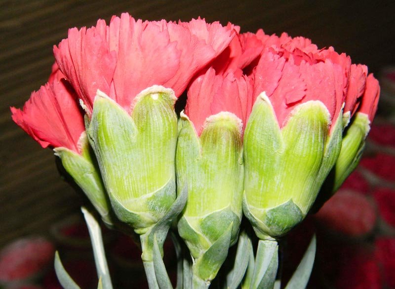 Image 03