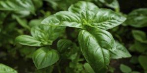 Basil Leaves
