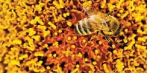 Bee Pollen