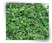 Moringa Dried Leaves