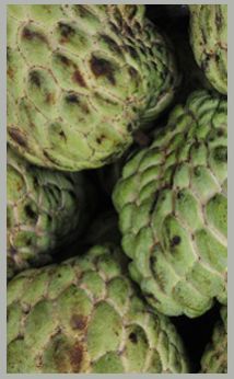 Custard Apple