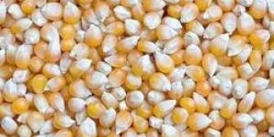 Maize