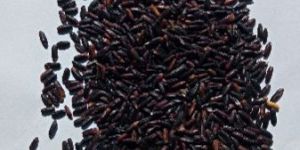 Organic Black Rice