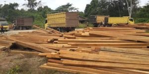 Malaysian Yellow Meranti