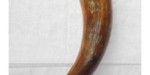 Antique Drinking Horn