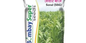 Jowar Seeds