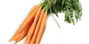 Carrot