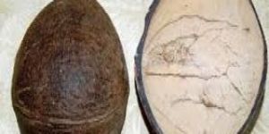 Coconut Shell Ice Cream Cups