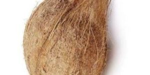 Semi Husked Coconuts