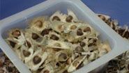 Moringa Seed