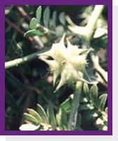 Tribulus Terrestris