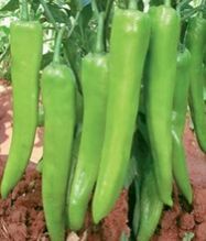 Pepper Seeds