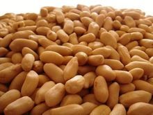 Peanut Kernel