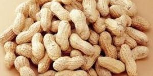 Shelled Peanut