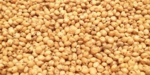Sorghum