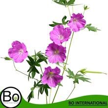 Geranium Oil