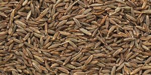 Cumin
