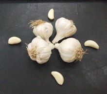 Fresh Dry Garlic