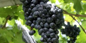 Sweet Grapes