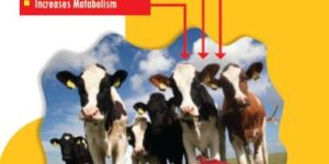 Nutrica Plus Ad3 Supplement