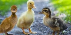 Duck Chicks