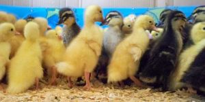 White Pekin Ducklings