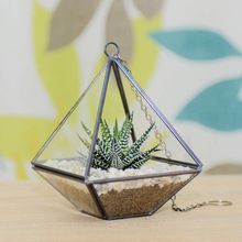 Handblown Glass Terrarium