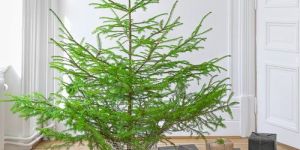 Metal Plant Storage Wire Basket