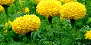 Fresh Marigold Flowers