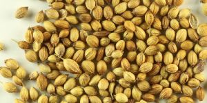 Coriander Seeds
