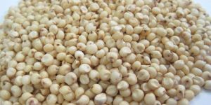 Sorghum Seeds