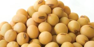 Soybean Seed