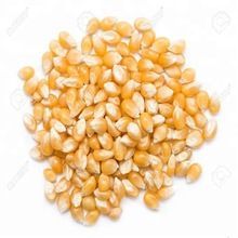 Corn Seeds