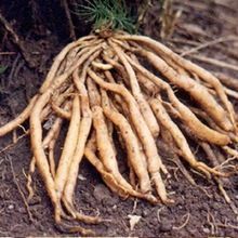 Dried Shatavari Root