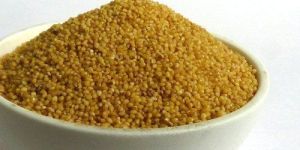 Foxtail Millets Seeds